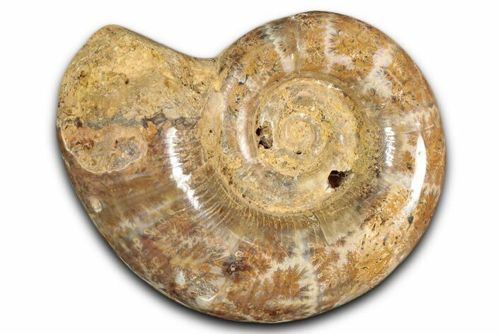 Jurassic Ammonite (Hemilytoceras) Fossil - Madagascar #349157